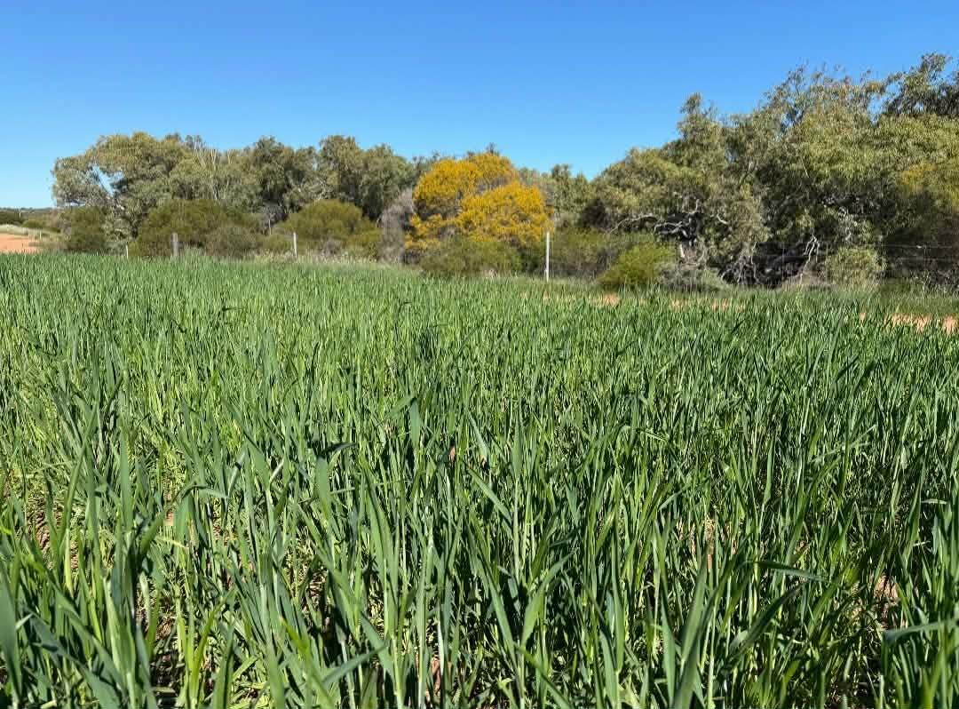 Lot 51 Northampton Port Gregory Road, Yallabatharra For Sale by Farmbuy.com - image 6