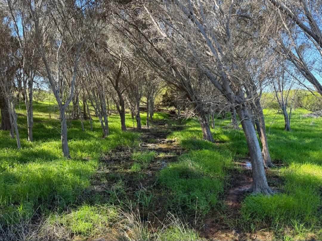 Lot 51 Northampton Port Gregory Road, Yallabatharra For Sale by Farmbuy.com - image 4