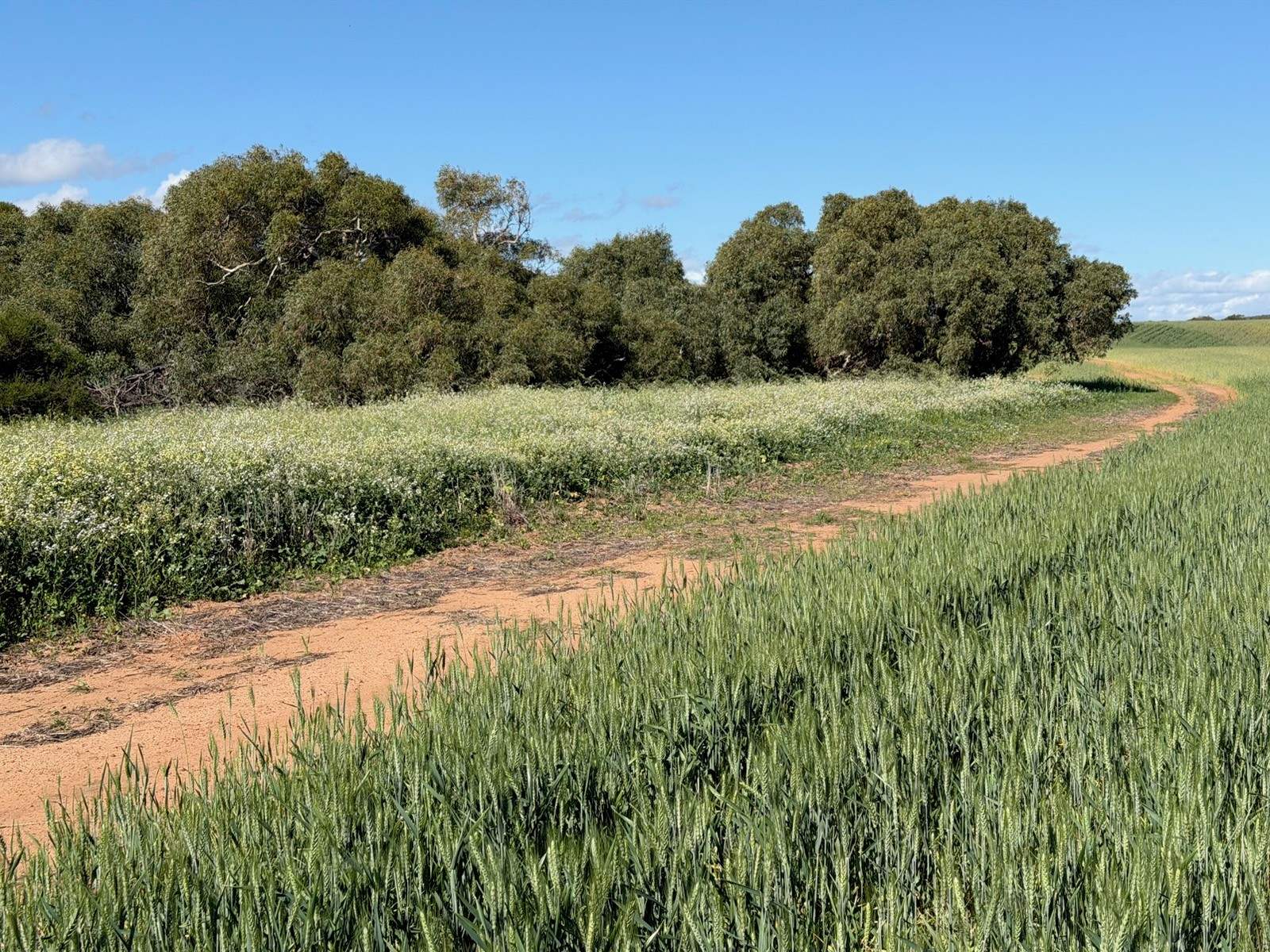 Lot 51 Northampton Port Gregory Road, Yallabatharra For Sale by Farmbuy.com - image 5