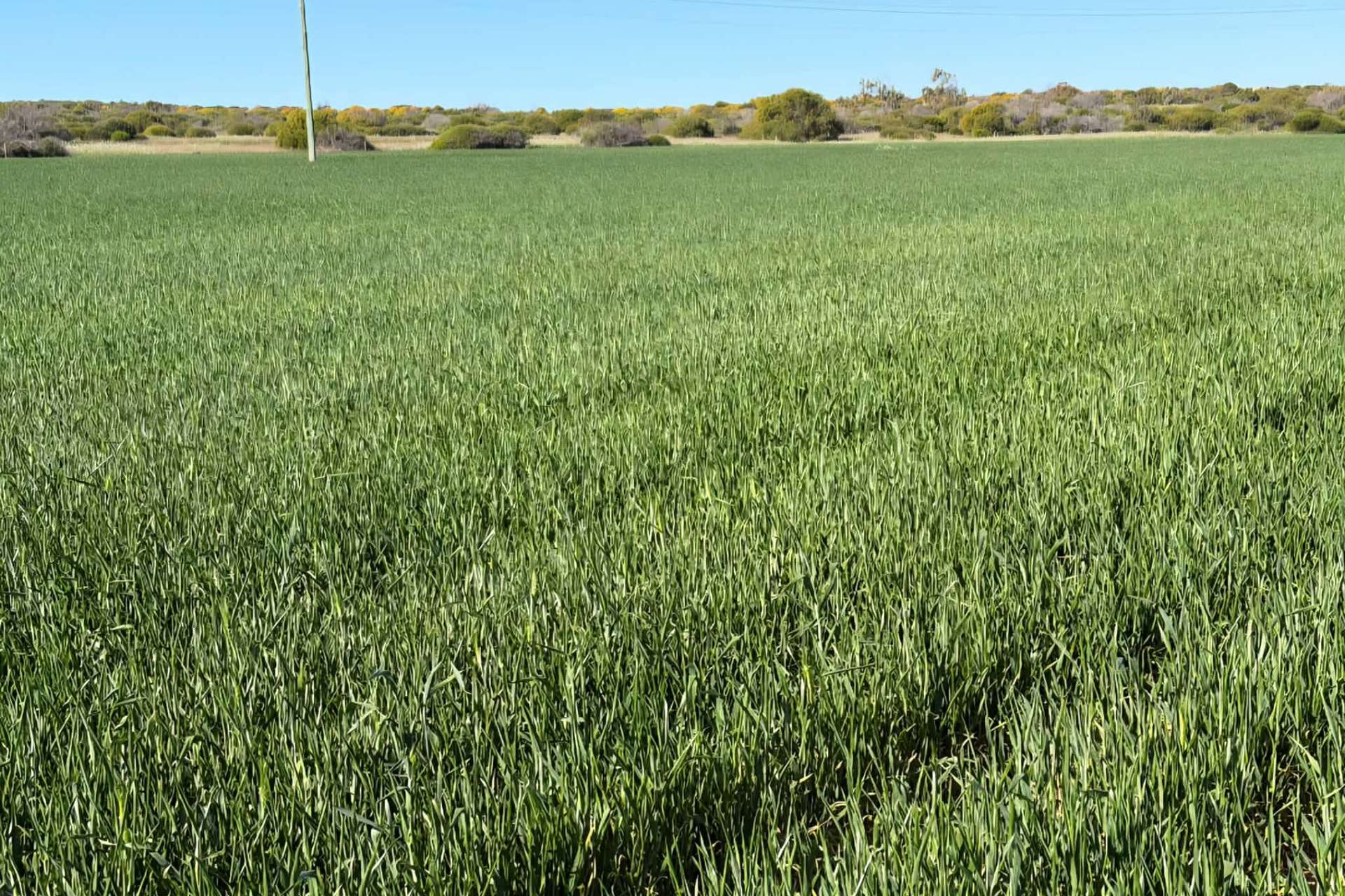 Lot 51 Northampton Port Gregory Road, Yallabatharra For Sale by Farmbuy.com - image 7