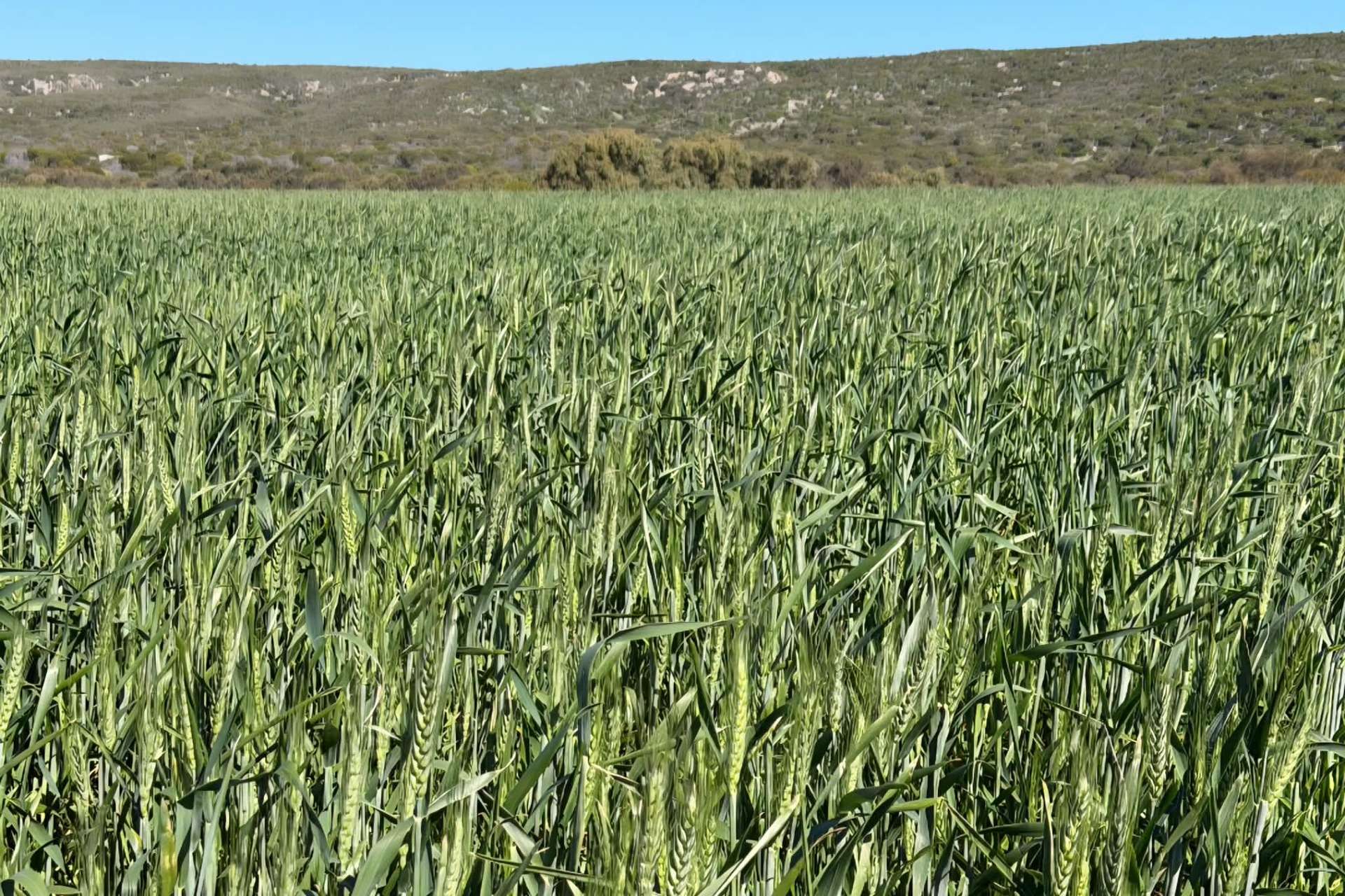 Lot 51 Northampton Port Gregory Road, Yallabatharra For Sale by Farmbuy.com - image 2