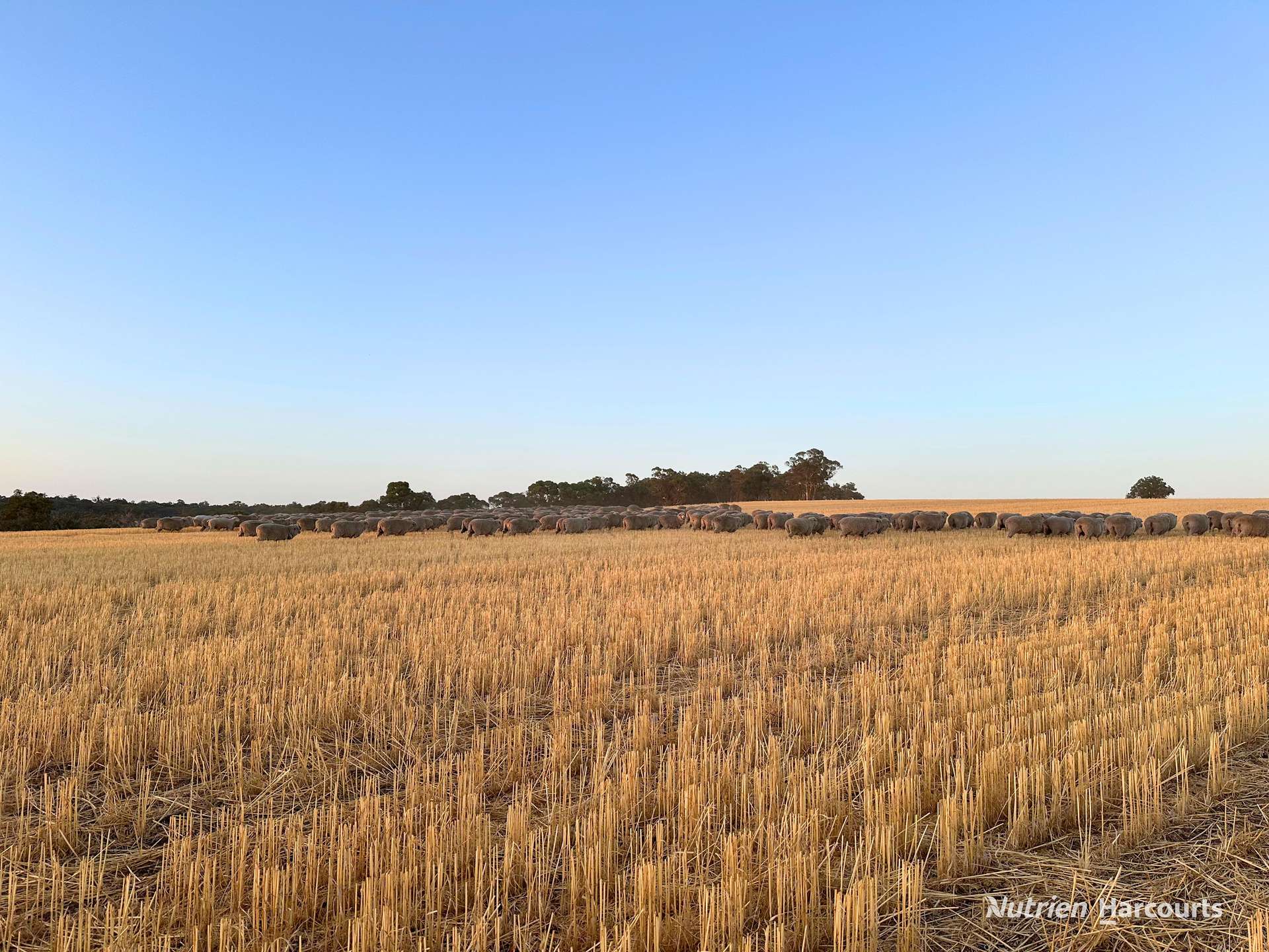 8221 Brookton Highway, Jelcobine For Sale by Farmbuy.com - image 2