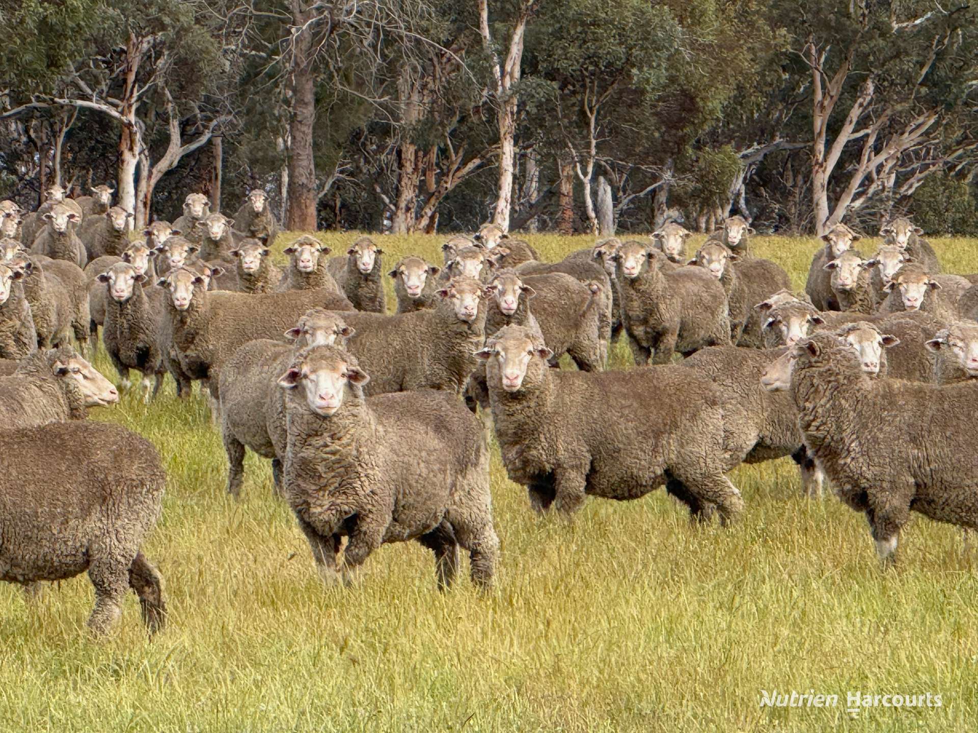 8221 Brookton Highway, Jelcobine For Sale by Farmbuy.com - image 9