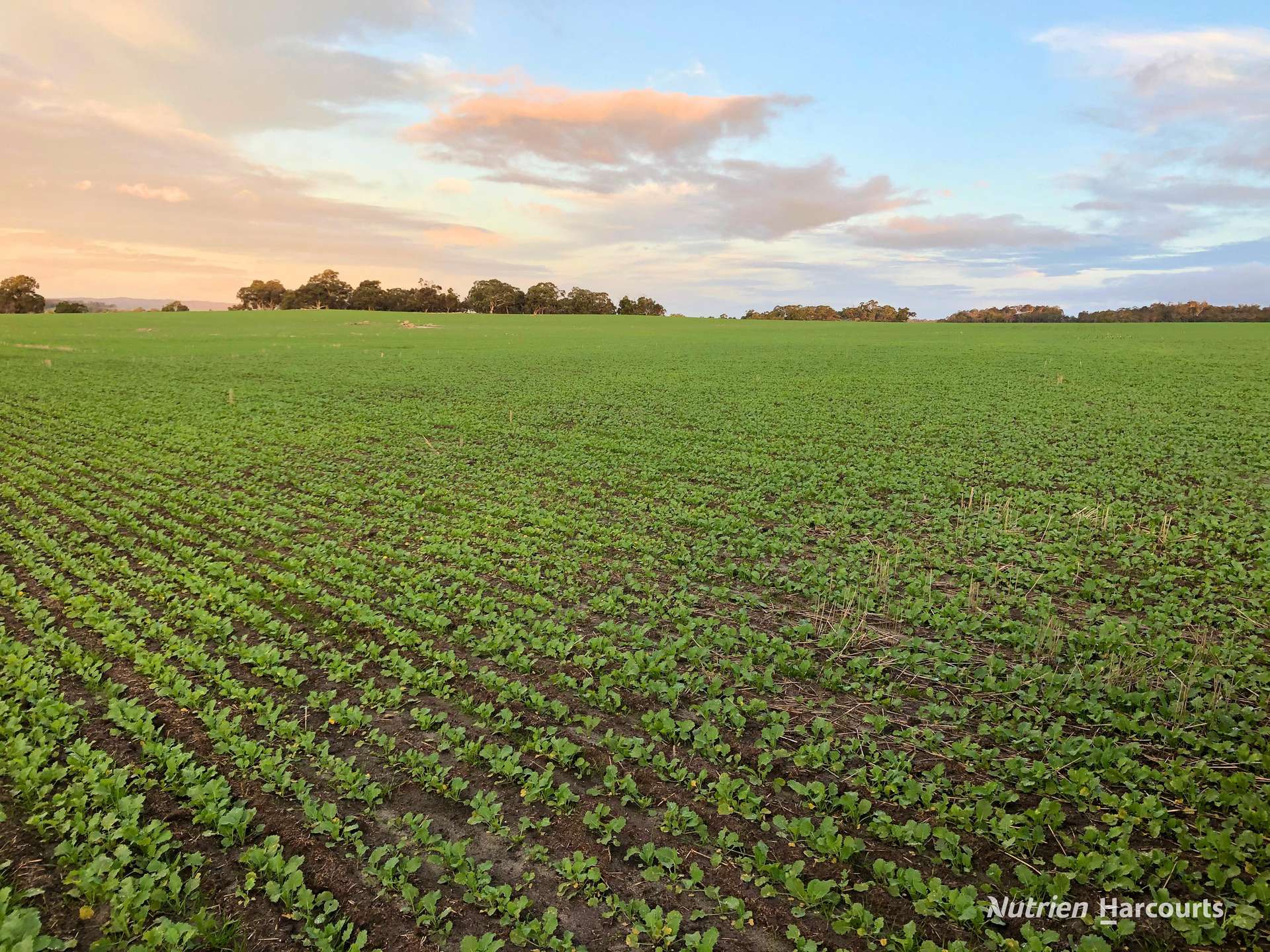 8221 Brookton Highway, Jelcobine For Sale by Farmbuy.com - image 4