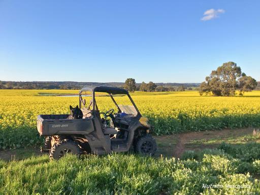 Farm For Sale - WA - Jelcobine - 6306 - "IDAHNO PARK" First Time Offered For Sale in History 