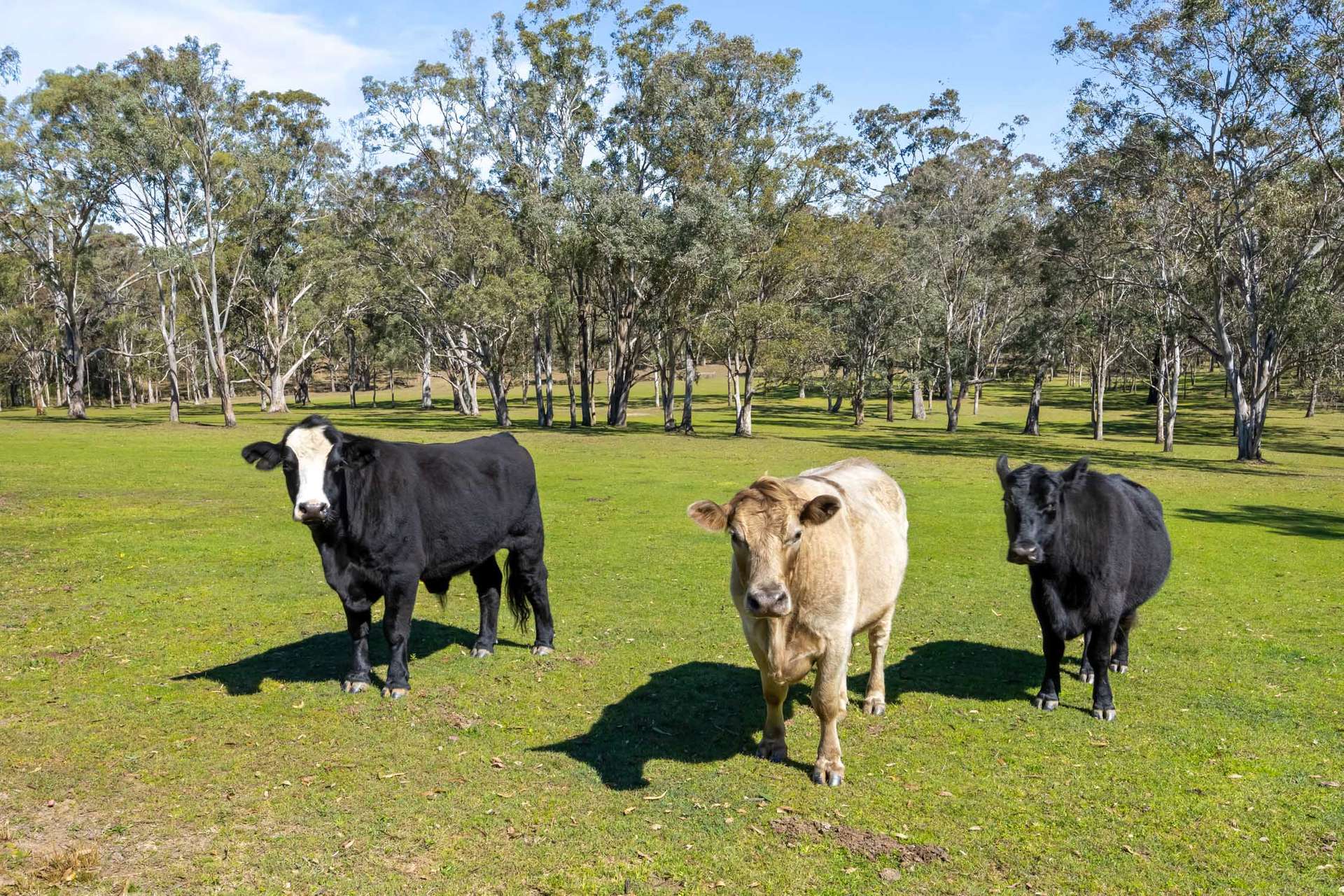Lochinvar For Sale by Farmbuy.com - image 30