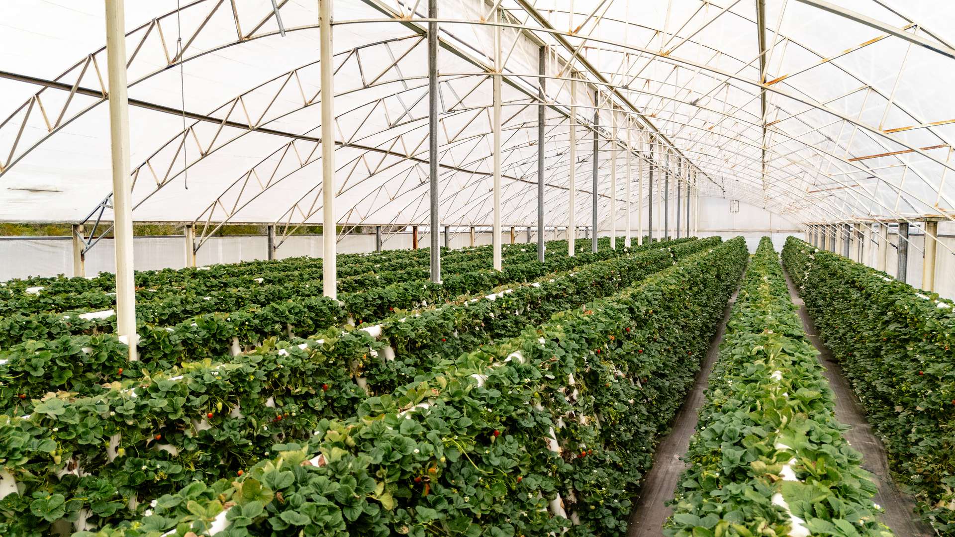 'Ricardoes Tomatoes' 221 Blackmans Point Road, Blackmans Point For Sale by Farmbuy.com - image 16