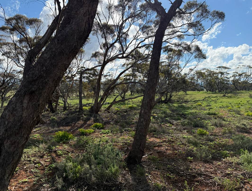 Lot 163,  Tungali Road, Sandleton For Sale by Farmbuy.com - image 3