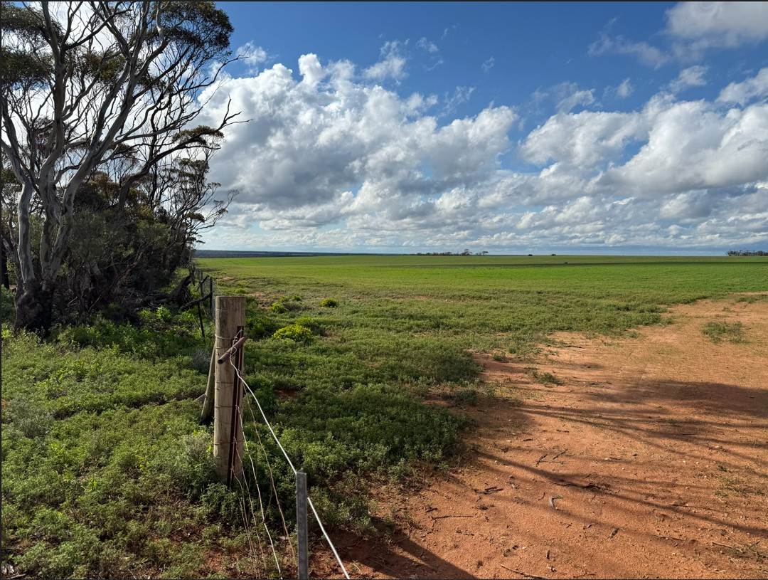 Lot 163,  Tungali Road, Sandleton For Sale by Farmbuy.com - image 9
