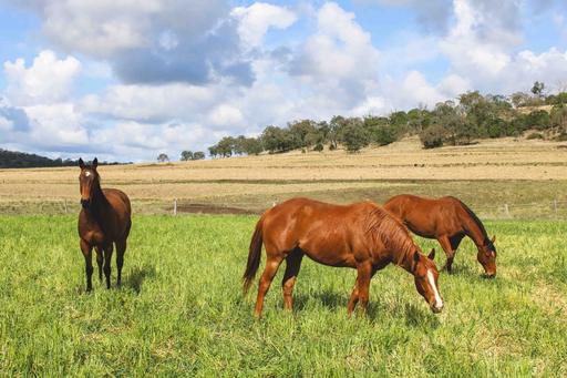 Farm For Sale - QLD - Southbrook - 4363 - "Glen Avon Lodge" 226 acres 