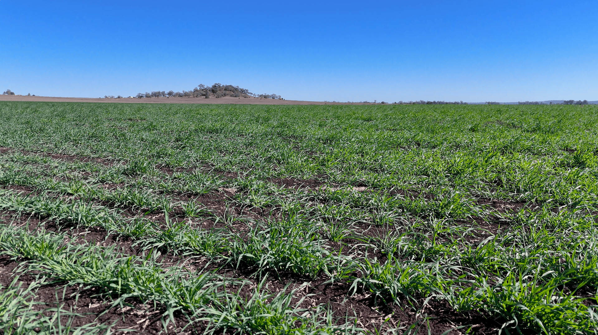 "Mountain Glen" Oakey Pittsworth Road, Oakey For Sale by Farmbuy.com - image 15