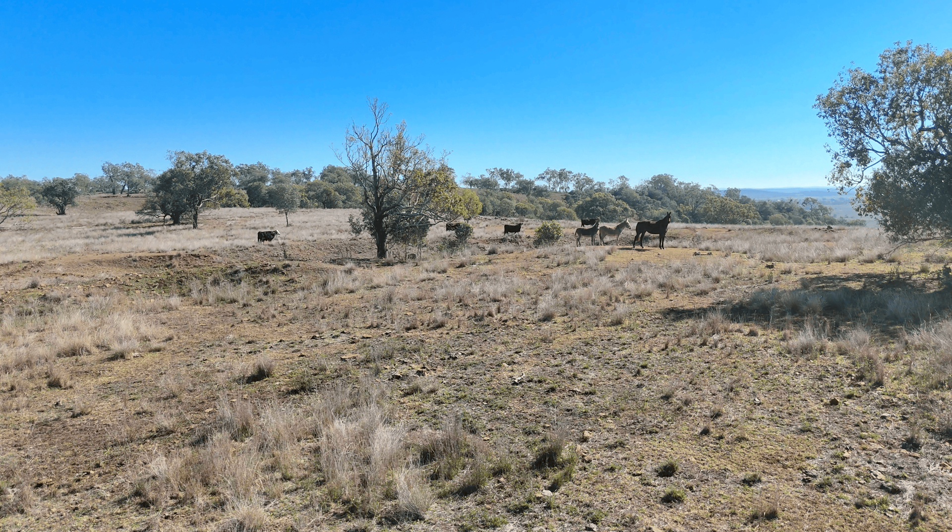 "Mountain Glen" Oakey Pittsworth Road, Oakey For Sale by Farmbuy.com - image 28