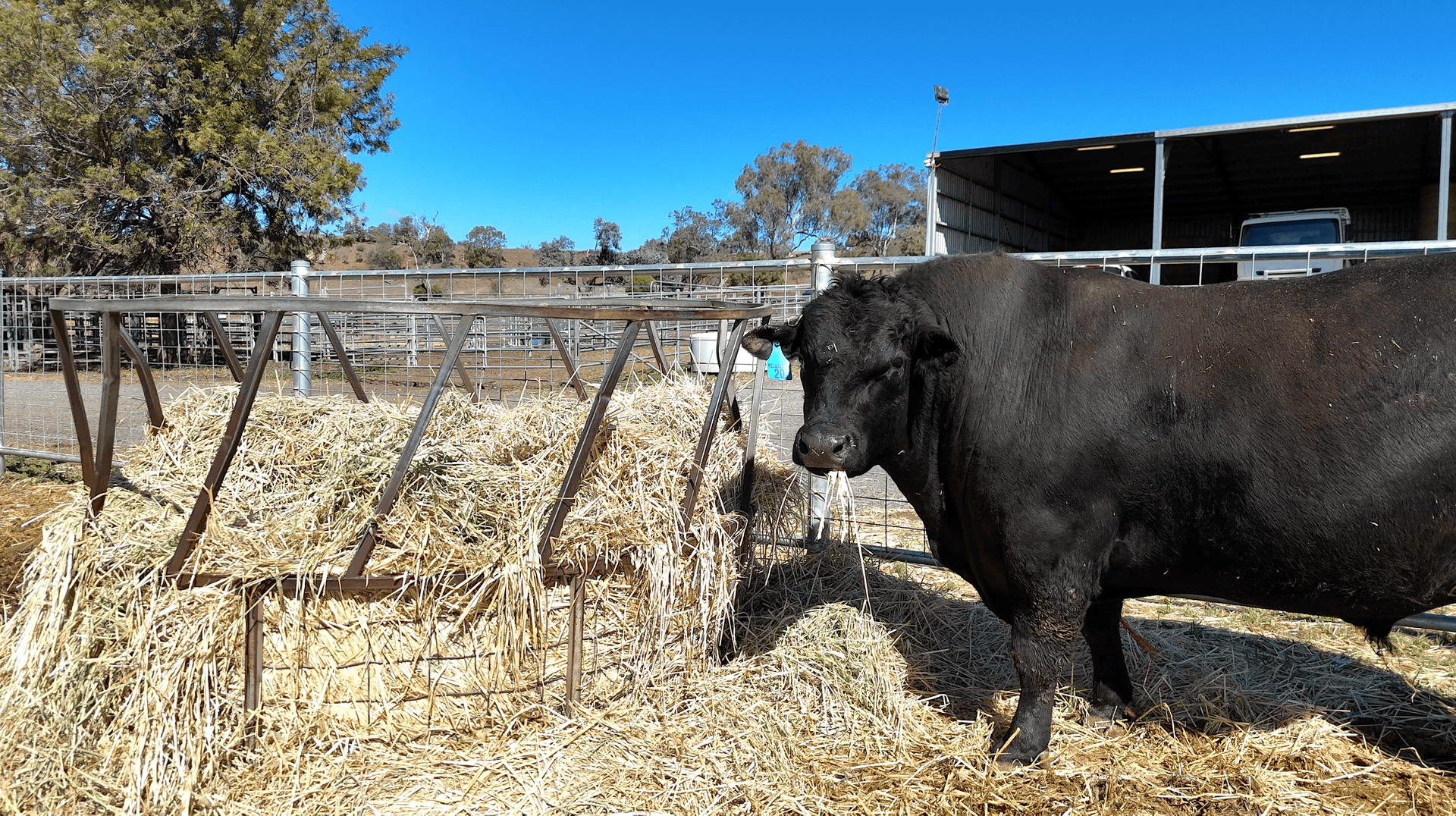 "Mountain Glen" Oakey Pittsworth Road, Oakey For Sale by Farmbuy.com - image 8