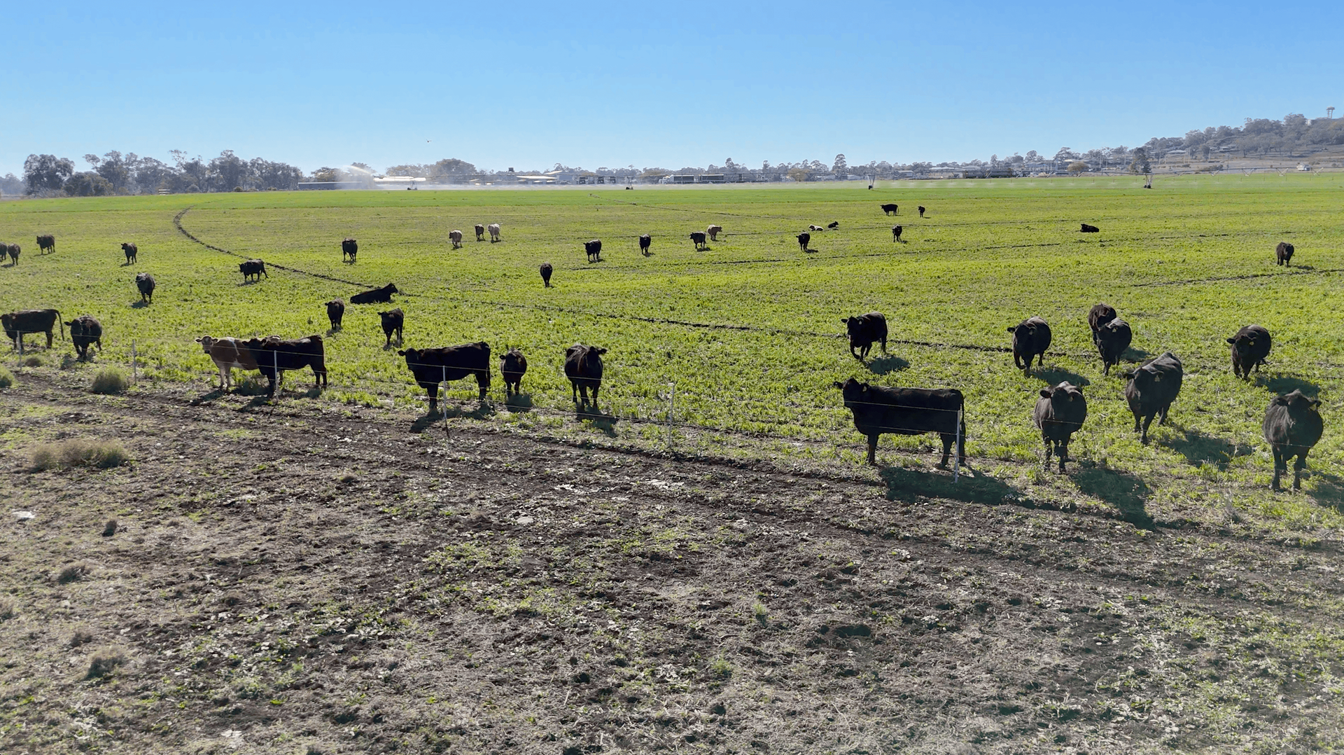 "Mountain Glen" Oakey Pittsworth Road, Oakey For Sale by Farmbuy.com - image 9