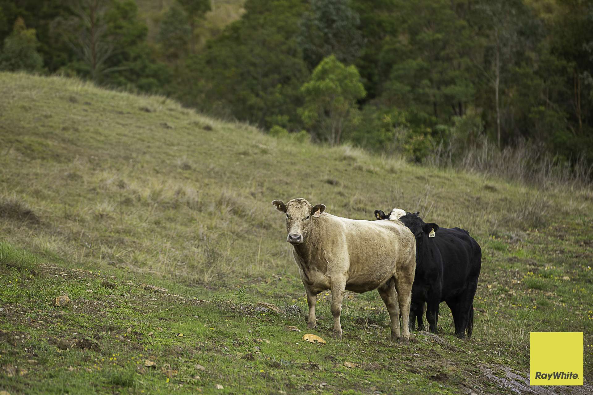 260 Dog Trap Creek Road, Bingleburra For Sale by Farmbuy.com - image 12