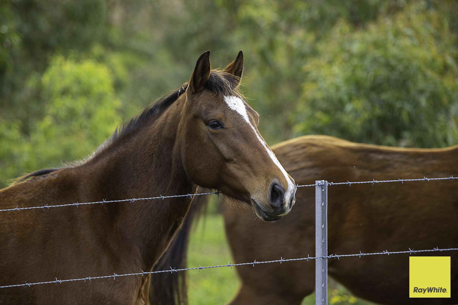 260 Dog Trap Creek Road, Bingleburra For Sale by Farmbuy.com - image 9