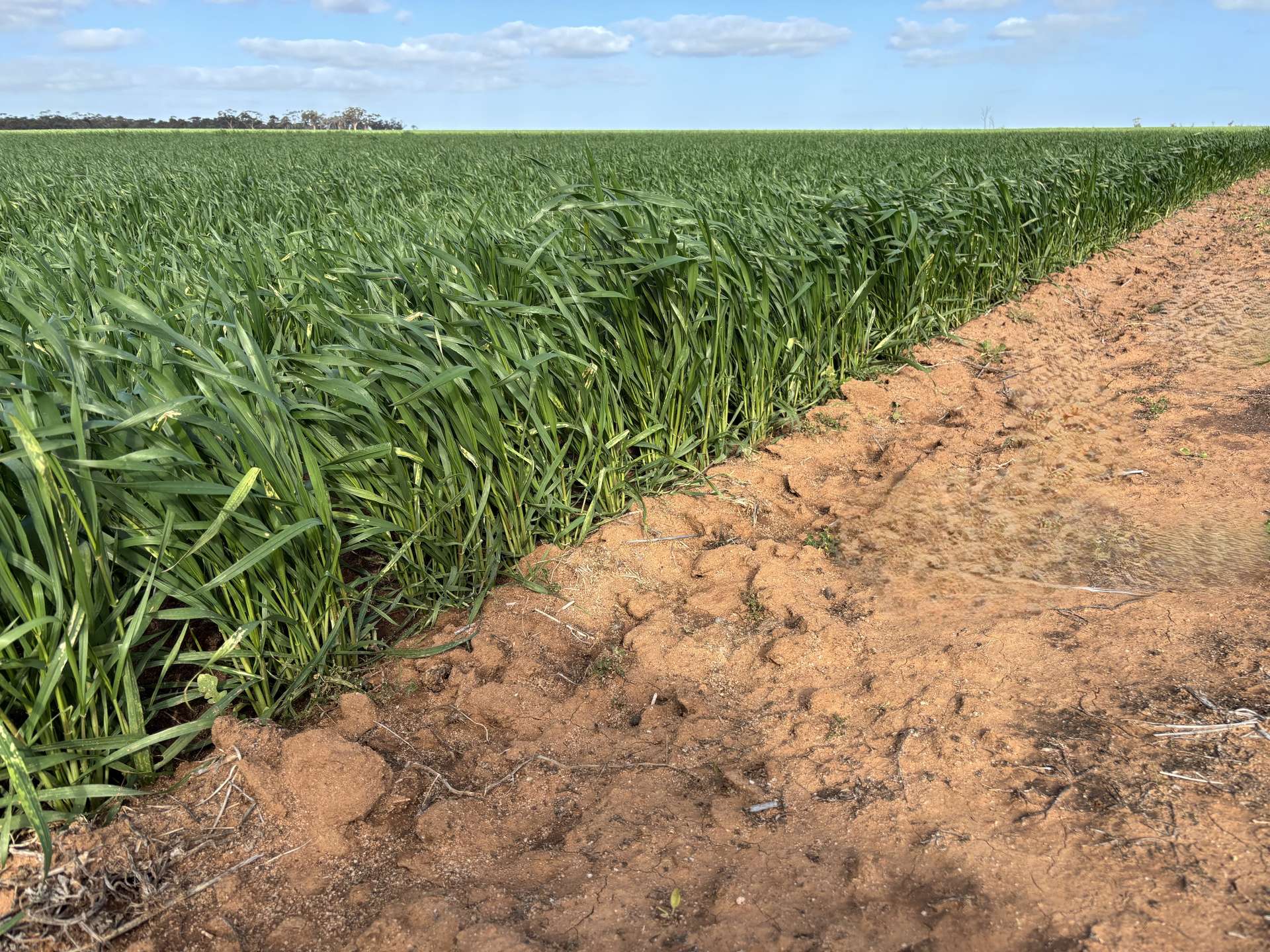 . 'Wesburra' Lease, Nukarni For Sale by Farmbuy.com - image 2