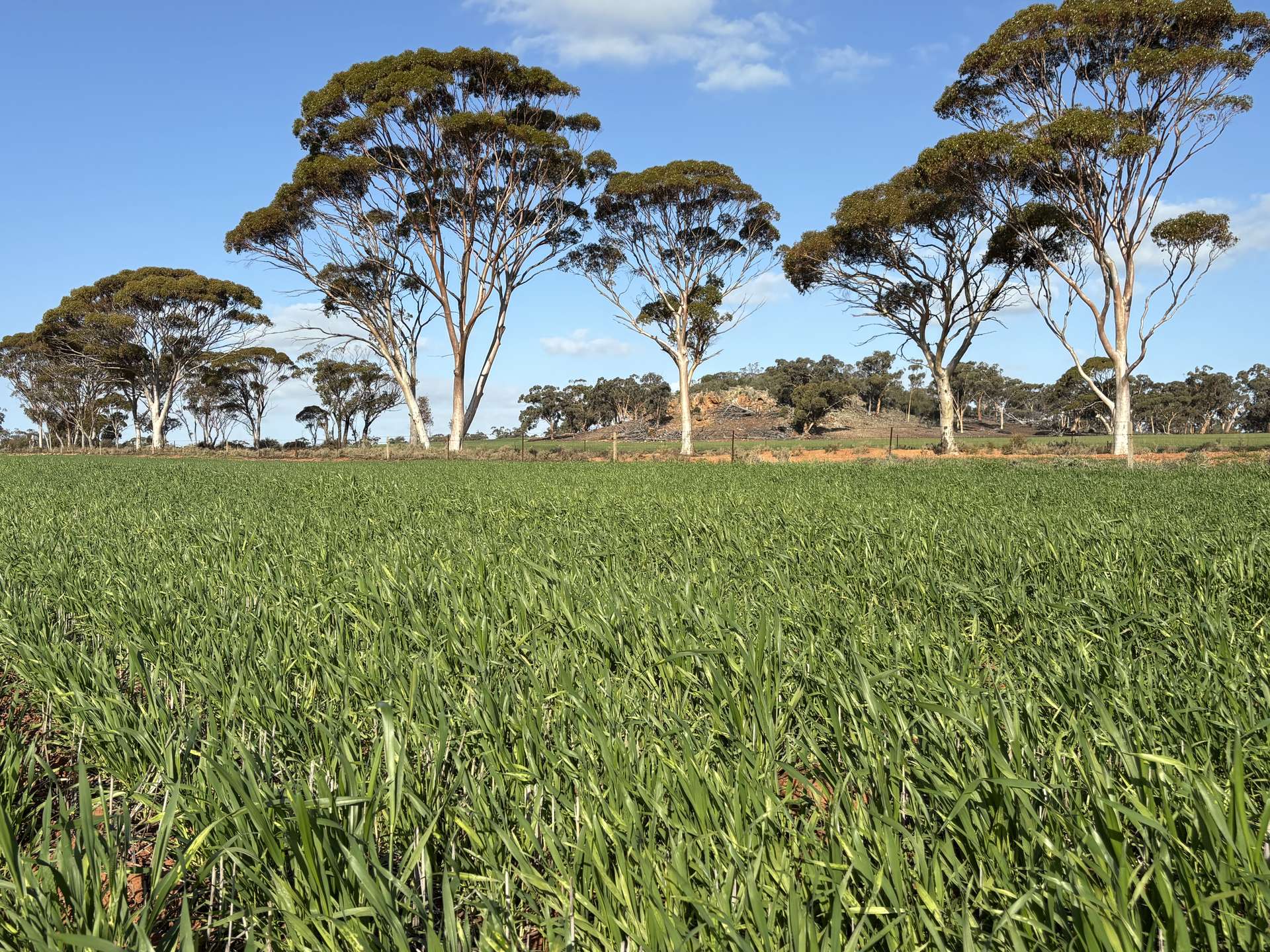 . 'Wesburra' Lease, Nukarni For Sale by Farmbuy.com - image 1