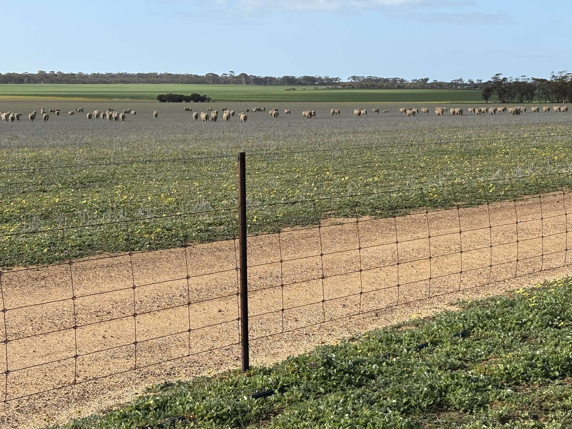. 'Wesburra' Lease, Nukarni For Sale by Farmbuy.com - image 6