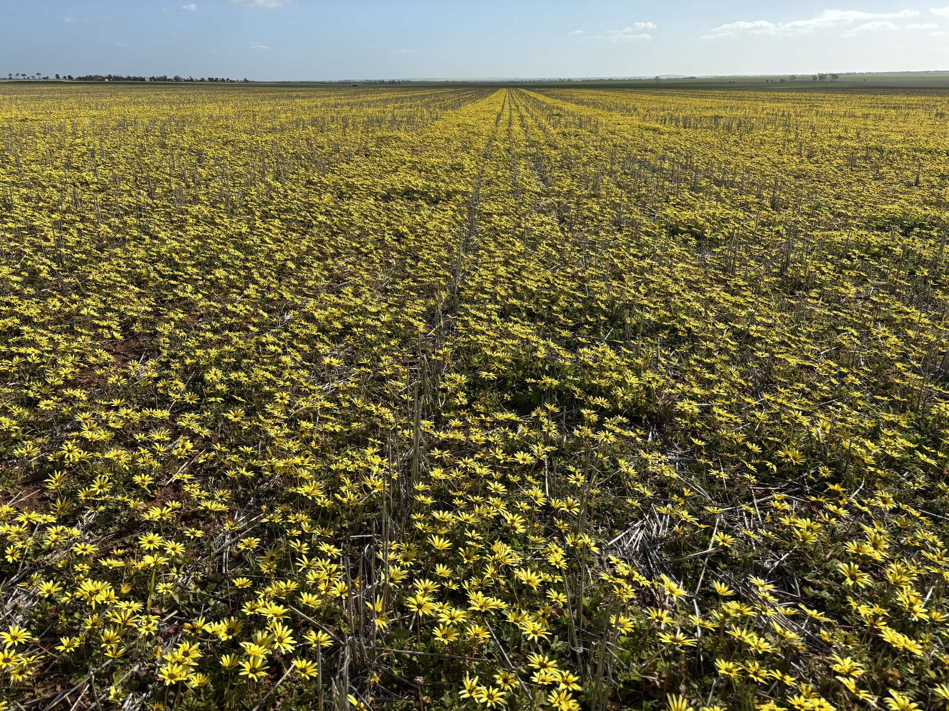 . 'Wesburra' Lease, Nukarni For Sale by Farmbuy.com - image 12