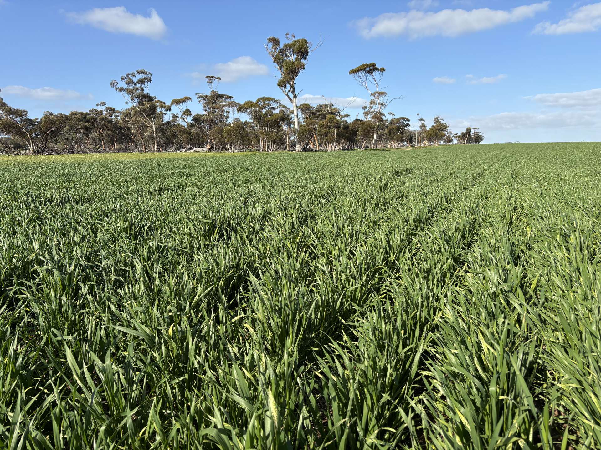 . 'Wesburra' Lease, Nukarni For Sale by Farmbuy.com - image 5