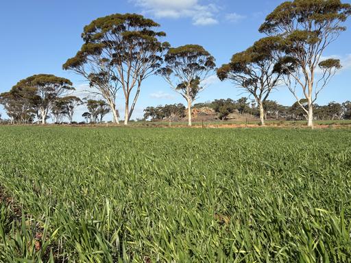 &period; 'Wesburra' Lease, Nukarni WA 6480