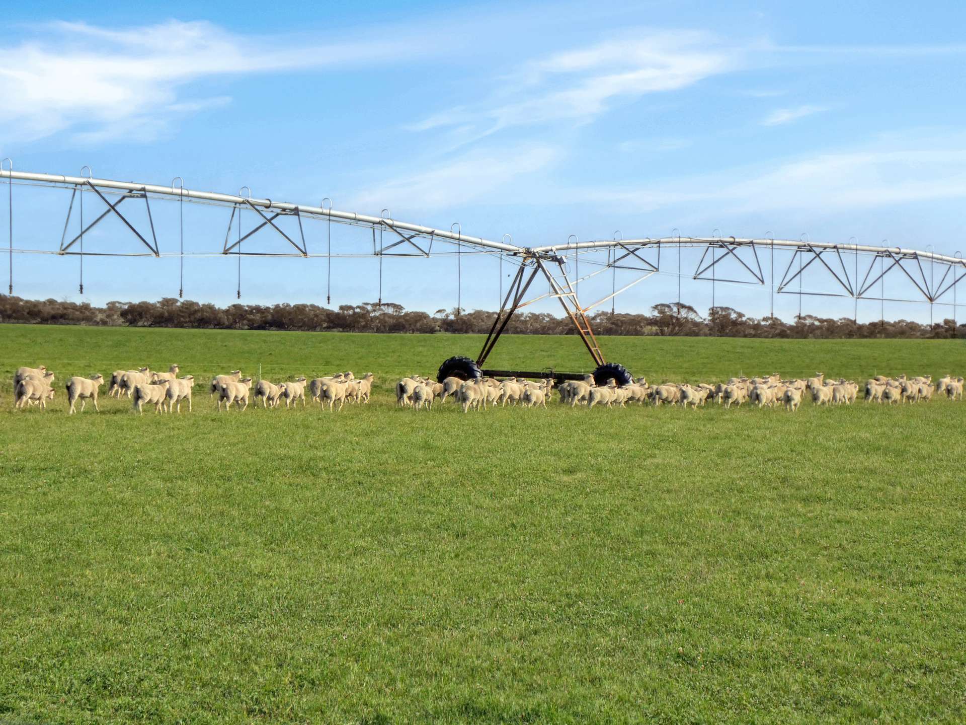 Wallowa Downs/298 Arthurs Road, Telopea Downs For Sale by Farmbuy.com - image 10