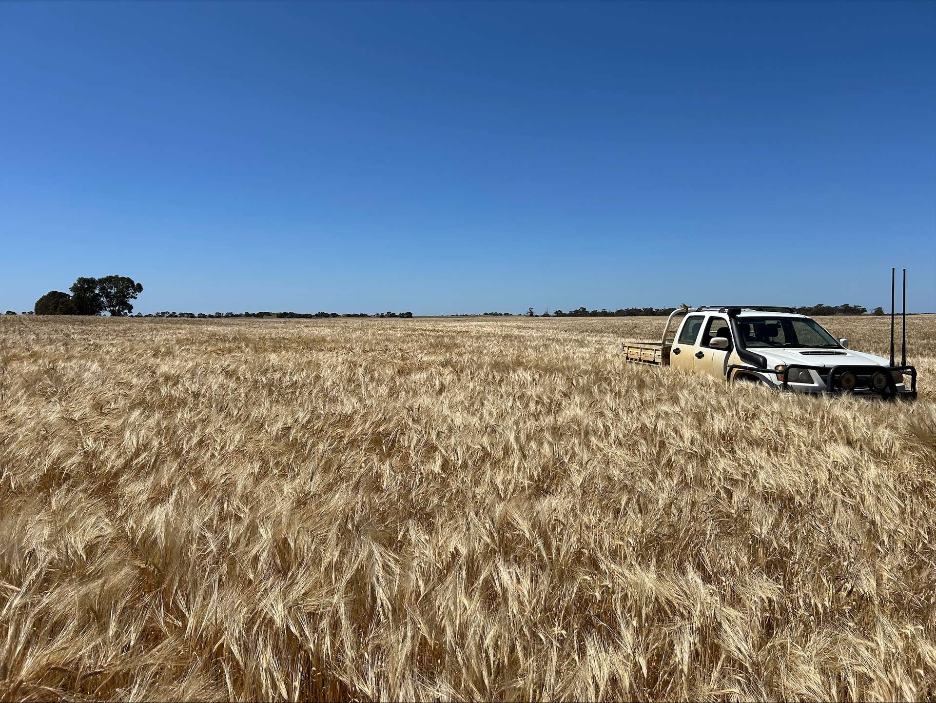 Wallowa Downs/298 Arthurs Road, Telopea Downs For Sale by Farmbuy.com - image 28
