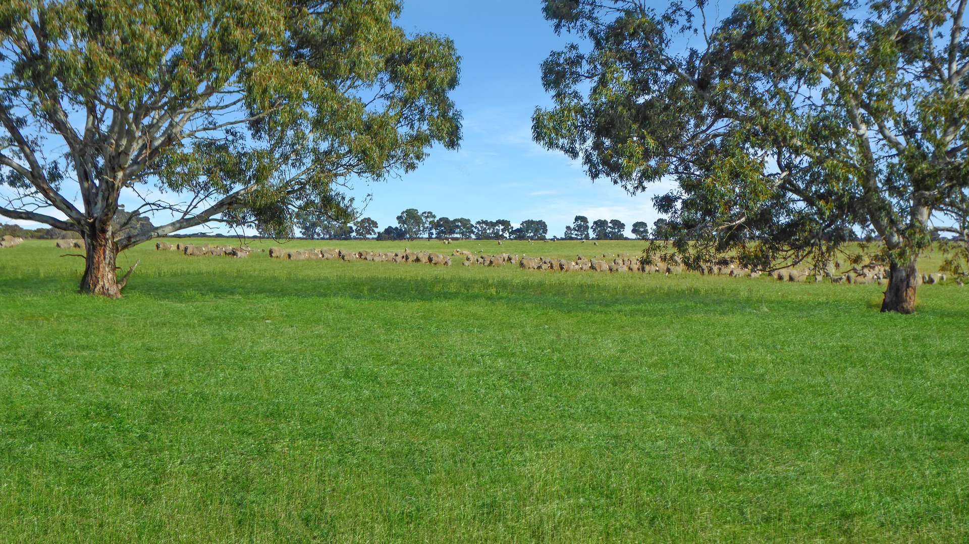 Wallowa Downs/298 Arthurs Road, Telopea Downs For Sale by Farmbuy.com - image 3