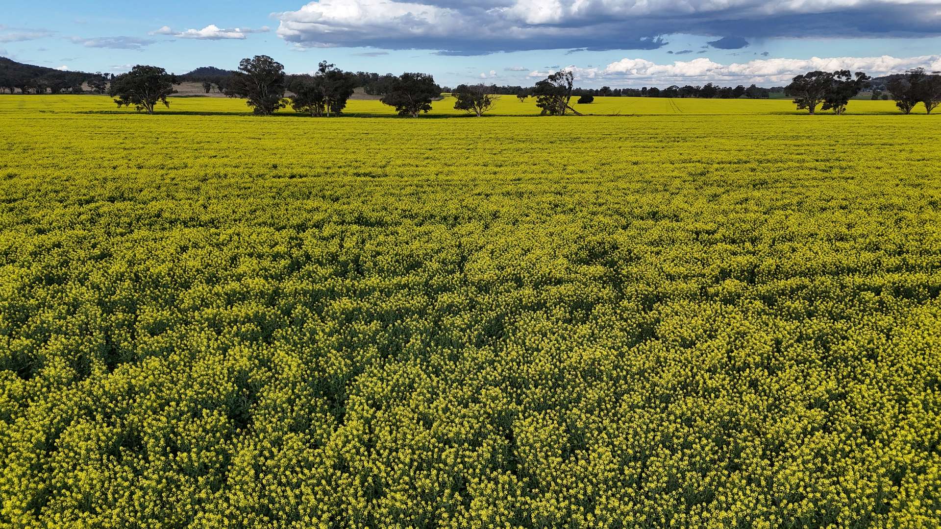 2087 Nangar Road, Eugowra Auction by Farmbuy.com - image 20