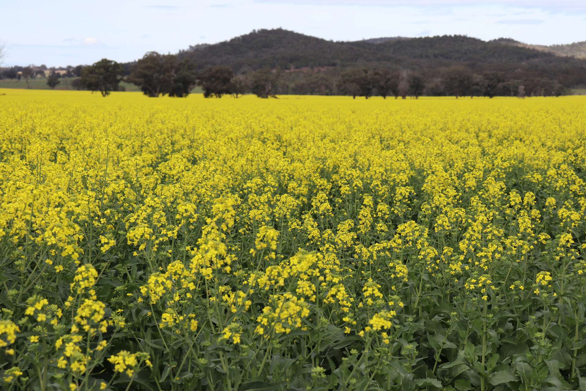 2087 Nangar Road, Eugowra Auction by Farmbuy.com - image 25