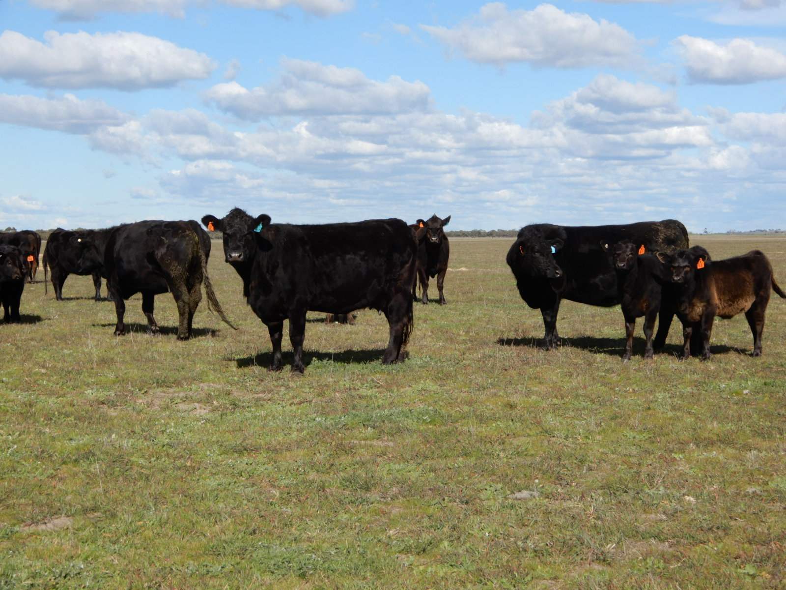 2329 Richardson Road, Field For Sale by Farmbuy.com - image 20