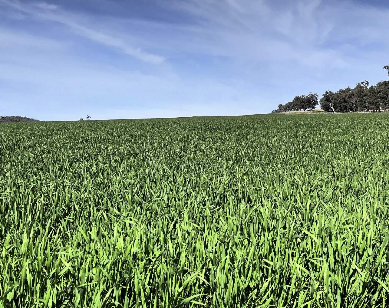 935A Nangar Road, Canowindra Auction by Farmbuy.com - image 12