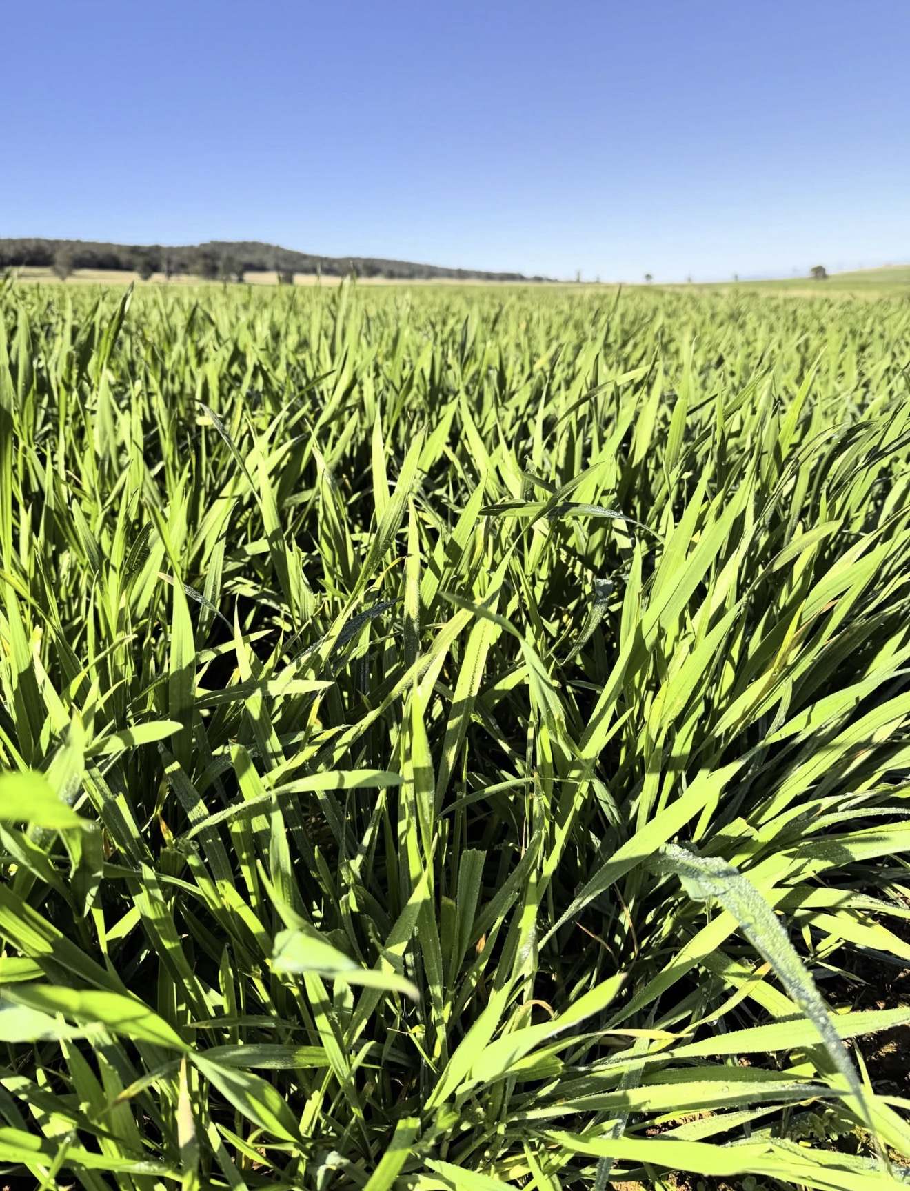 935A Nangar Road, Canowindra Auction by Farmbuy.com - image 11