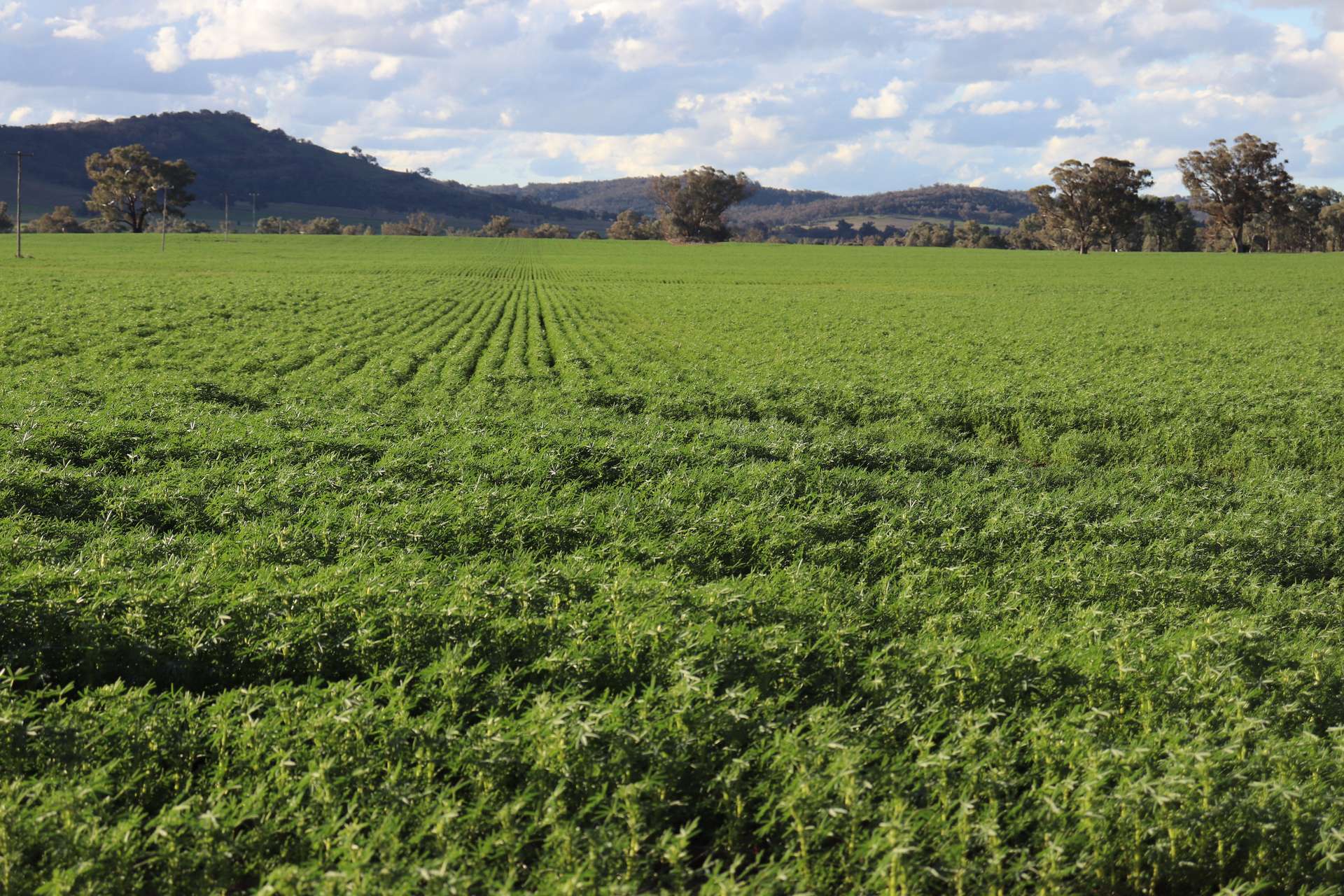 935A Nangar Road, Canowindra Auction by Farmbuy.com - image 28