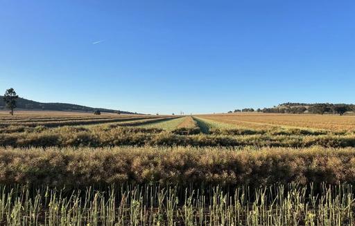 Farm Auction - NSW - Canowindra - 2804 - Exceptional Cropping Country with Quality Infrastructure 70km to Orange 