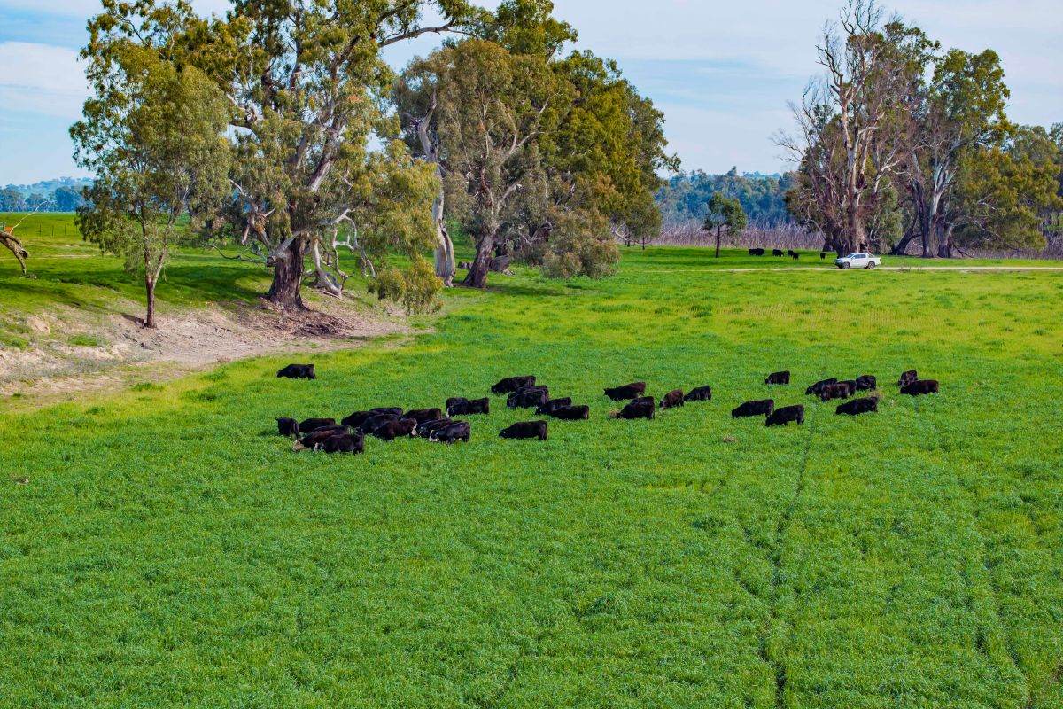874 Oura Road, Wagga Wagga For Sale by Farmbuy.com - image 24