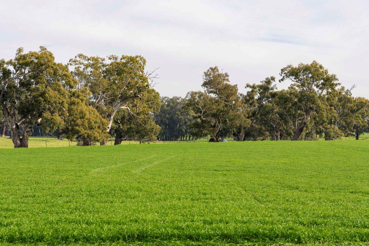 874 Oura Road, Wagga Wagga For Sale by Farmbuy.com - image 5