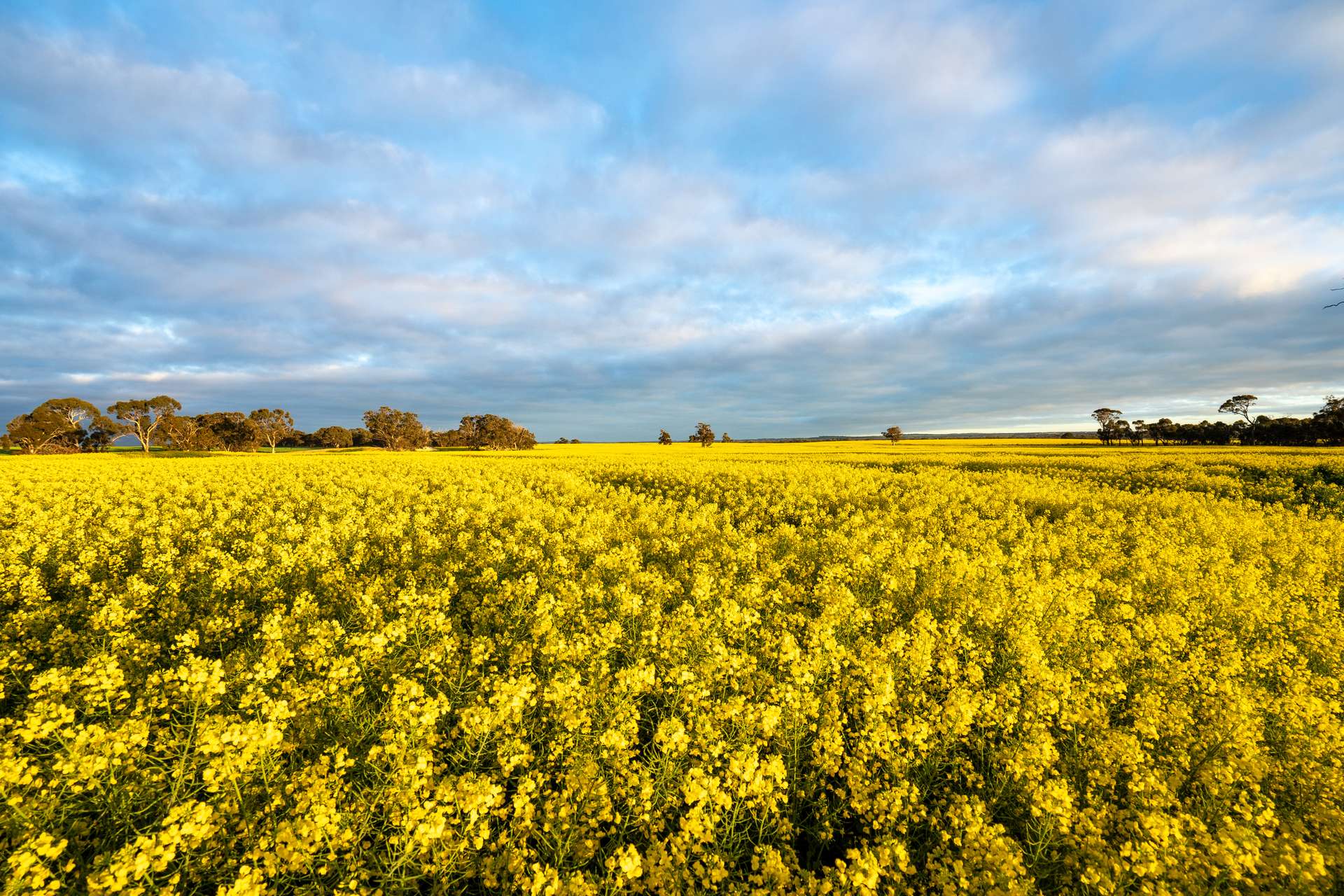 "Wareenup" Newton Road, Cranbrook For Sale by Farmbuy.com - image 6