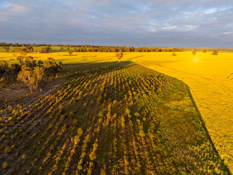 "Wareenup" Newton Road, Cranbrook For Sale by Farmbuy.com - image 8