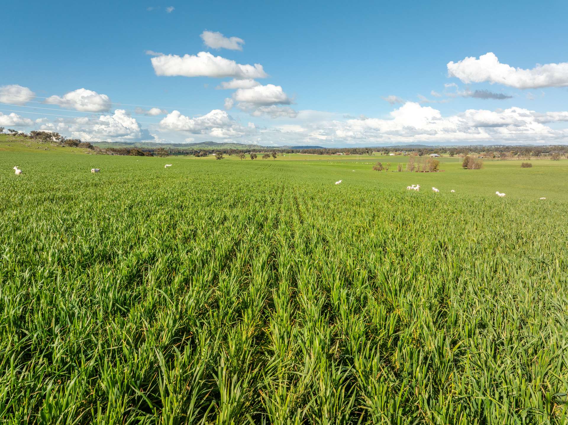 447 Oura Road, Wagga Wagga Auction by Farmbuy.com - image 8