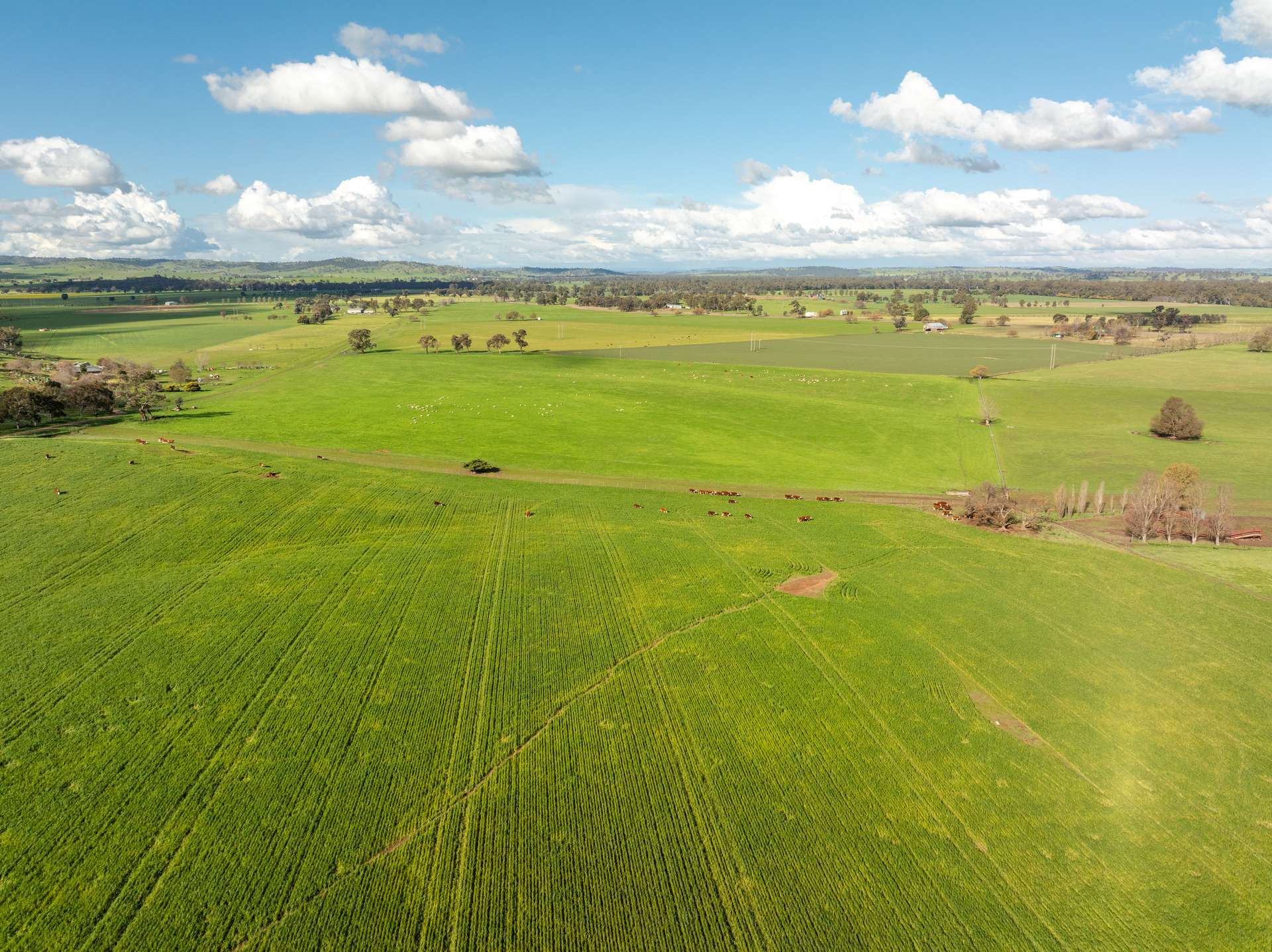 447 Oura Road, Wagga Wagga Auction by Farmbuy.com - image 7