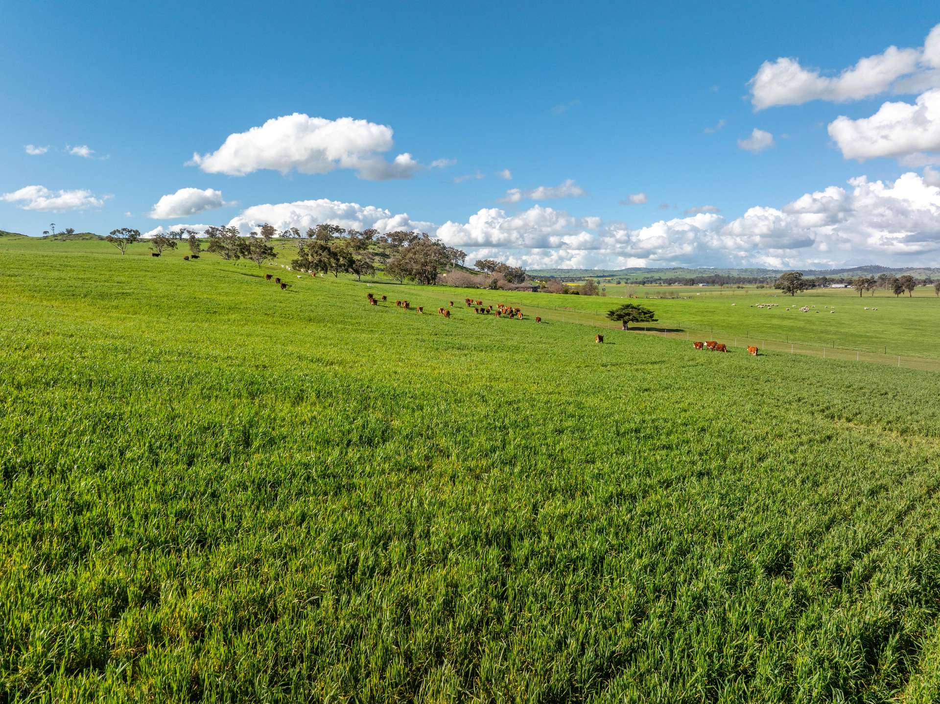 447 Oura Road, Wagga Wagga Auction by Farmbuy.com - image 4