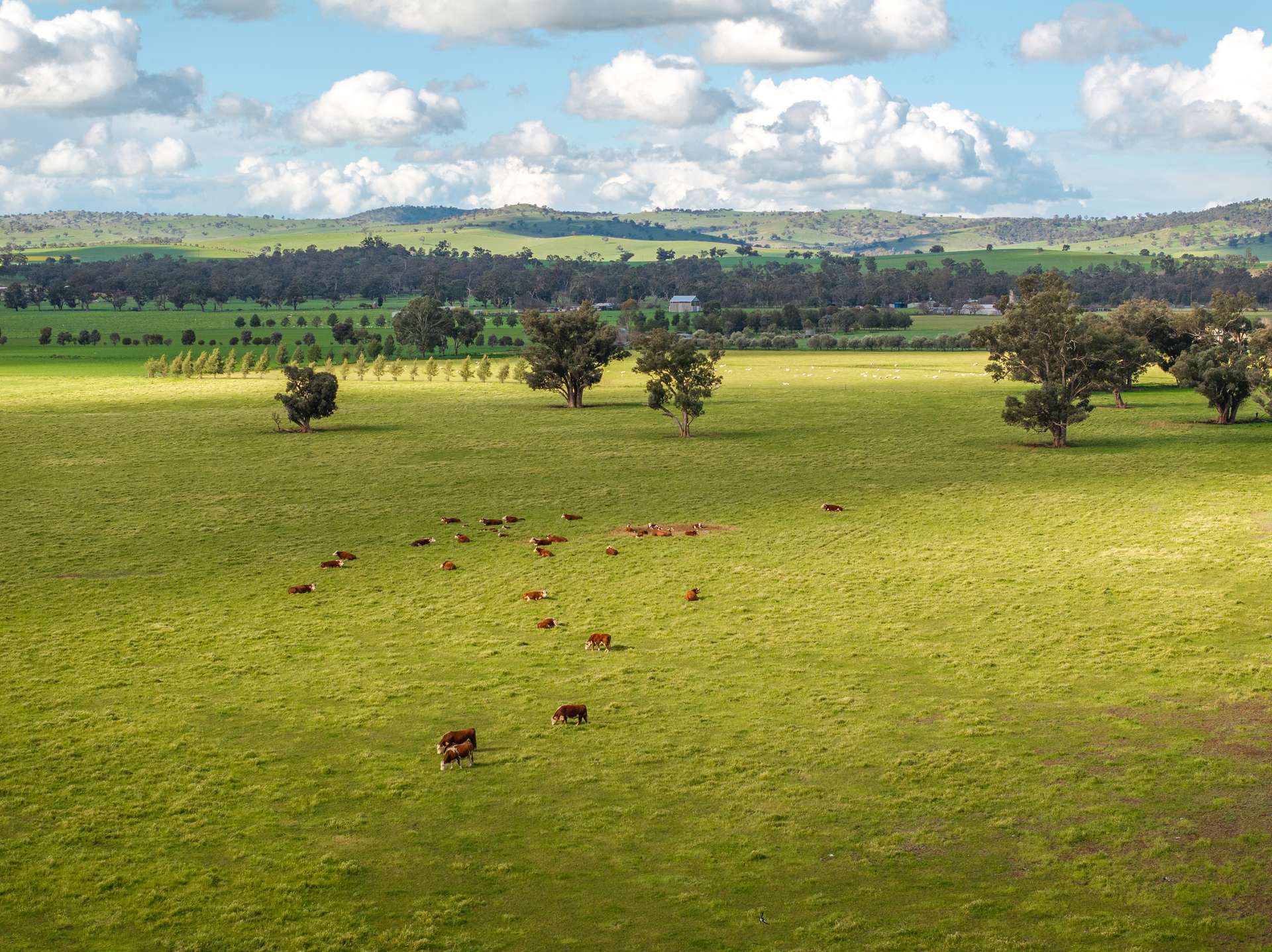 447 Oura Road, Wagga Wagga Auction by Farmbuy.com - image 13