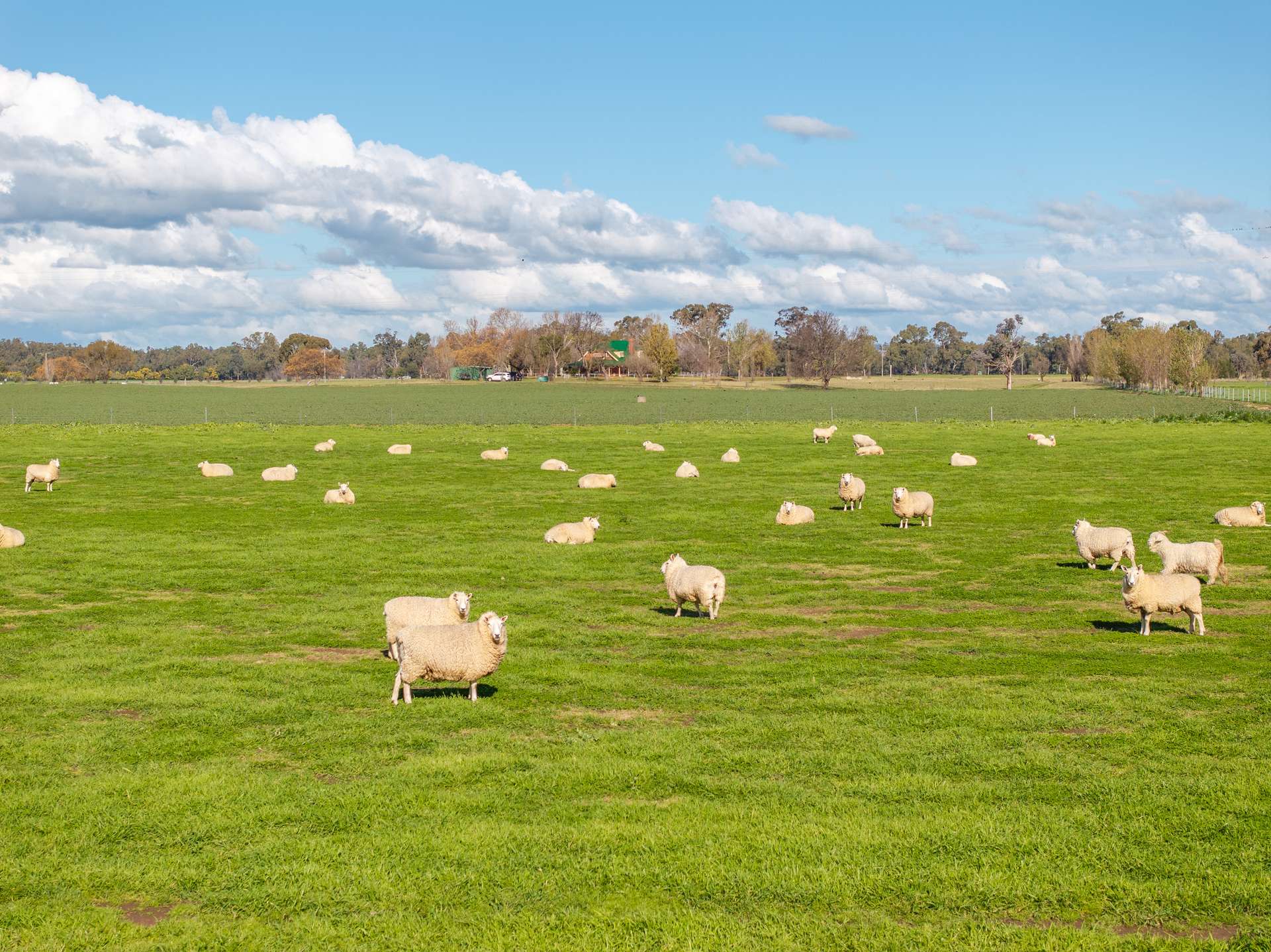 447 Oura Road, Wagga Wagga Auction by Farmbuy.com - image 3
