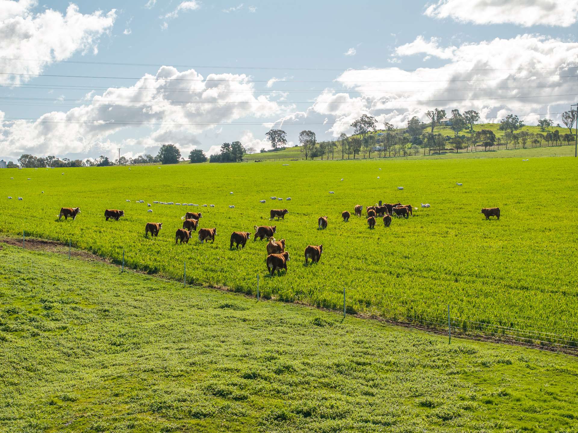 447 Oura Road, Wagga Wagga Auction by Farmbuy.com - image 2