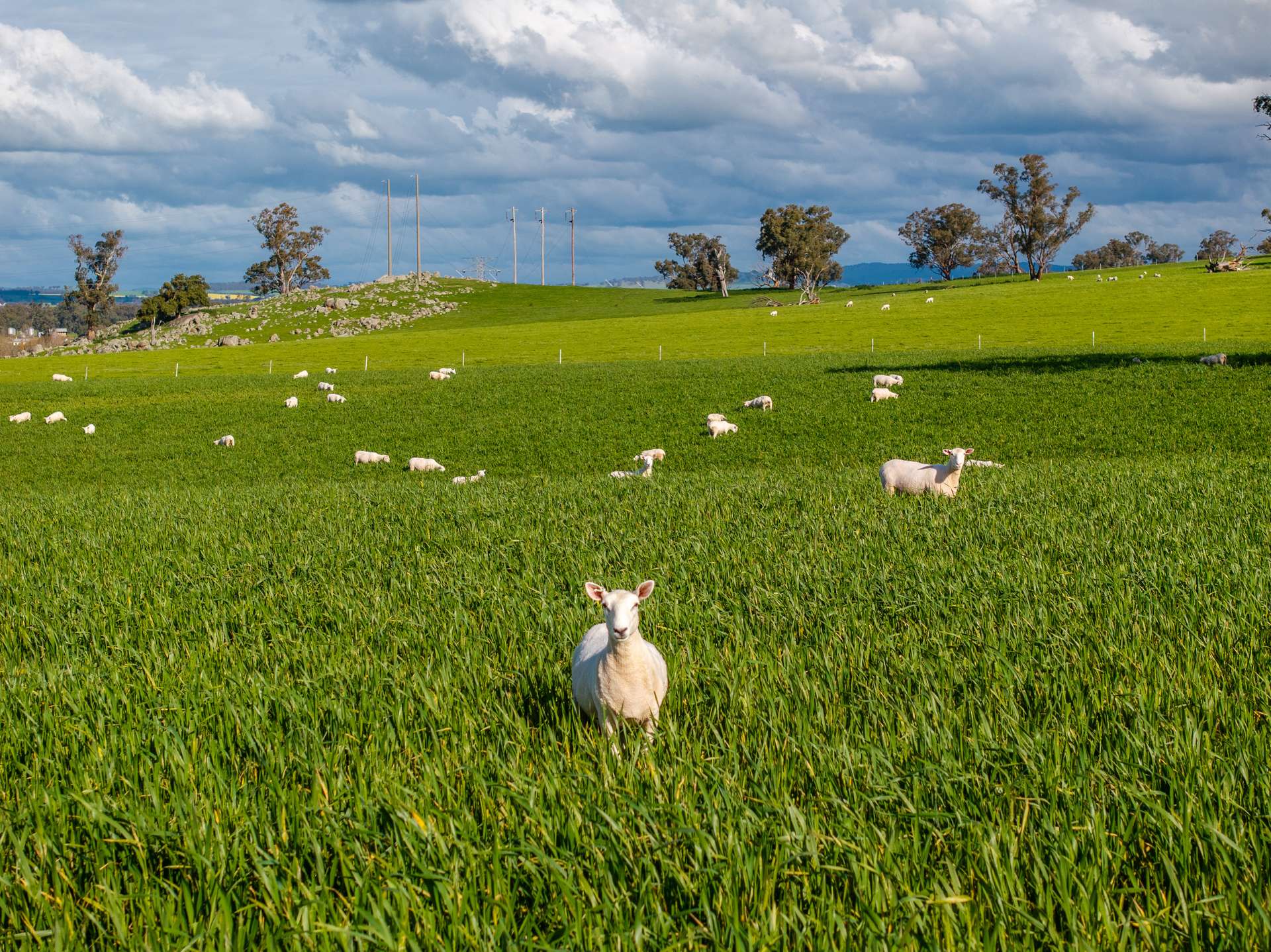 447 Oura Road, Wagga Wagga Auction by Farmbuy.com - image 6