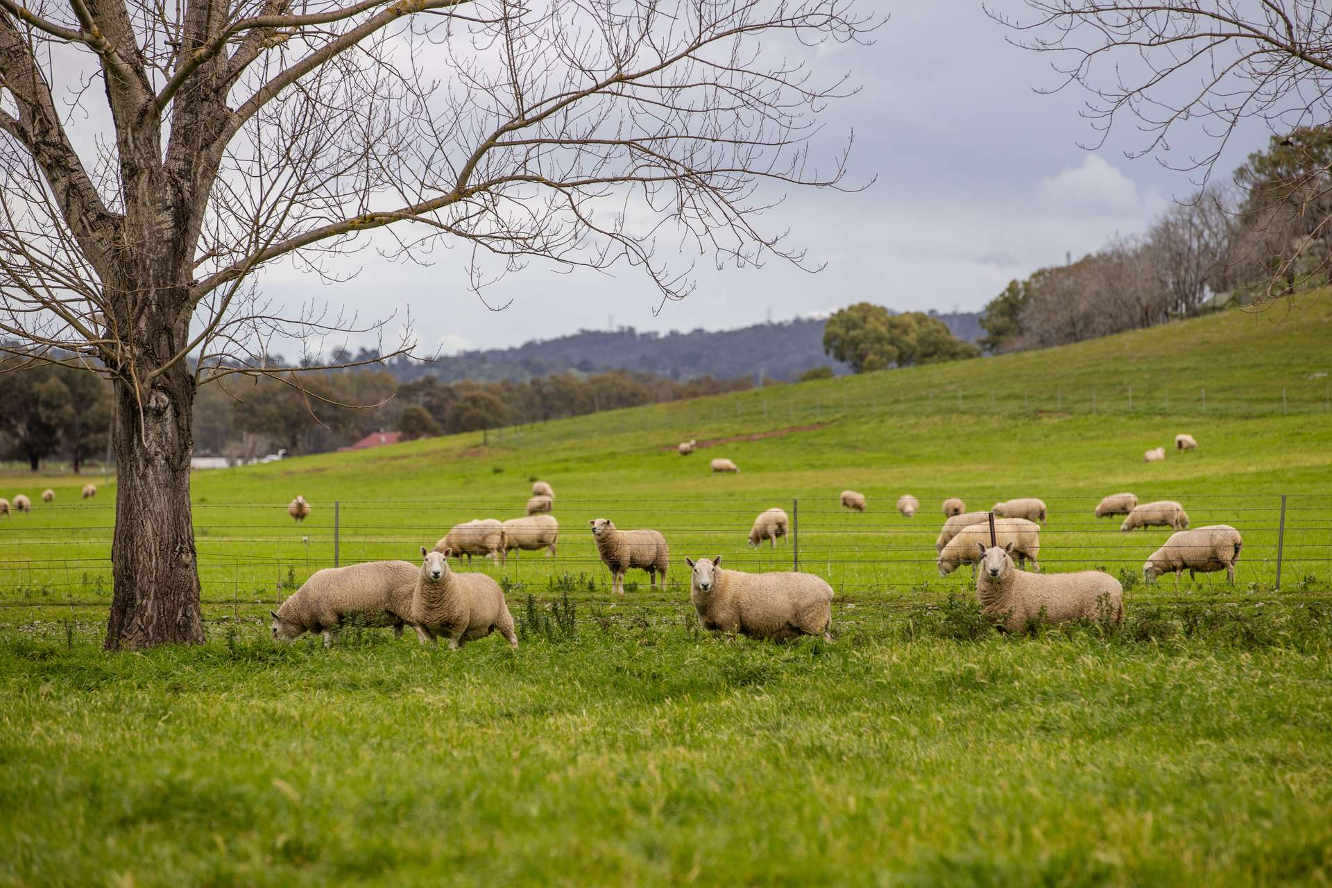 447 Oura Road, Wagga Wagga Auction by Farmbuy.com - image 31