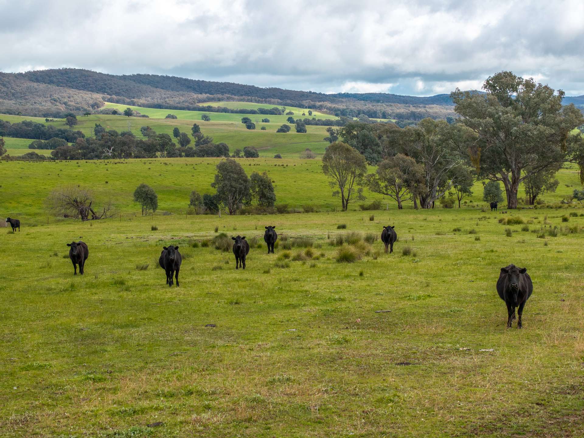 520 Woolshed Lane, Wagga Wagga Auction by Farmbuy.com - image 7