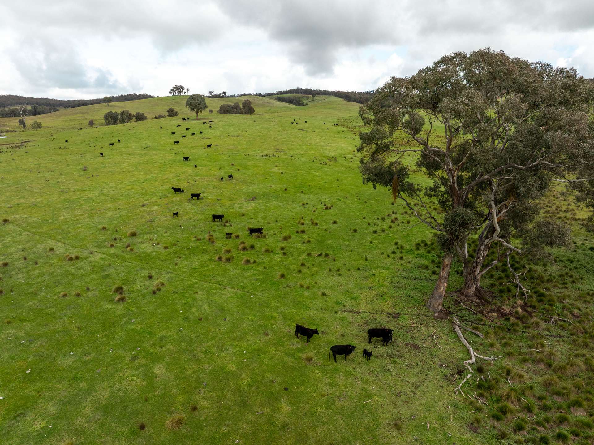 520 Woolshed Lane, Wagga Wagga Auction by Farmbuy.com - image 30